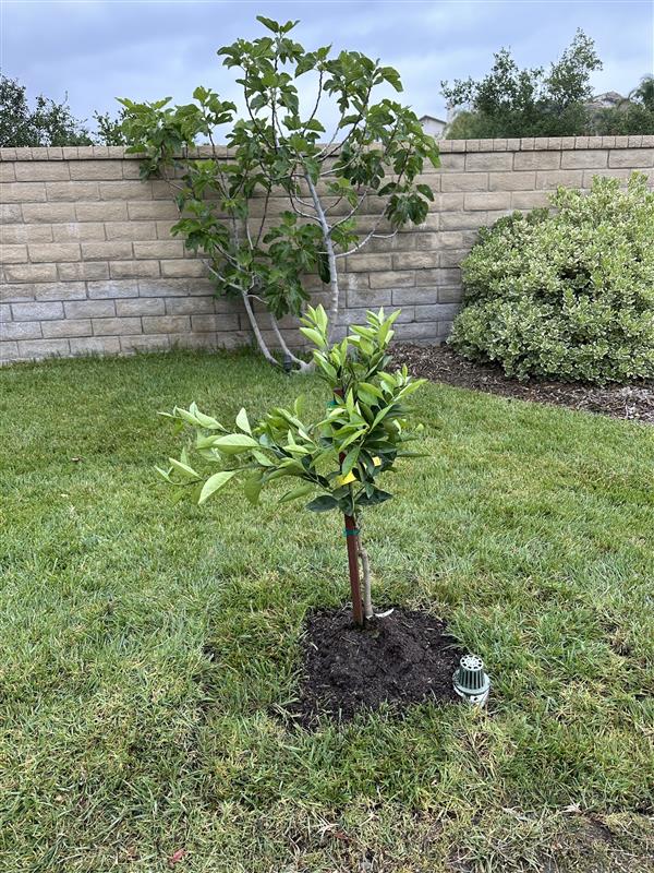 Premium Organic Topsoil